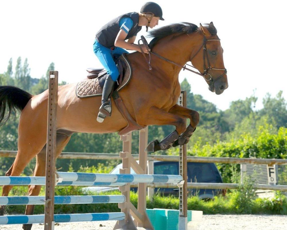Elevage et vente de chevaux banniere